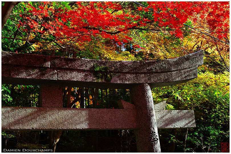 Torii and maple tree in autumn (Sekizanzenin 赤山禅院)