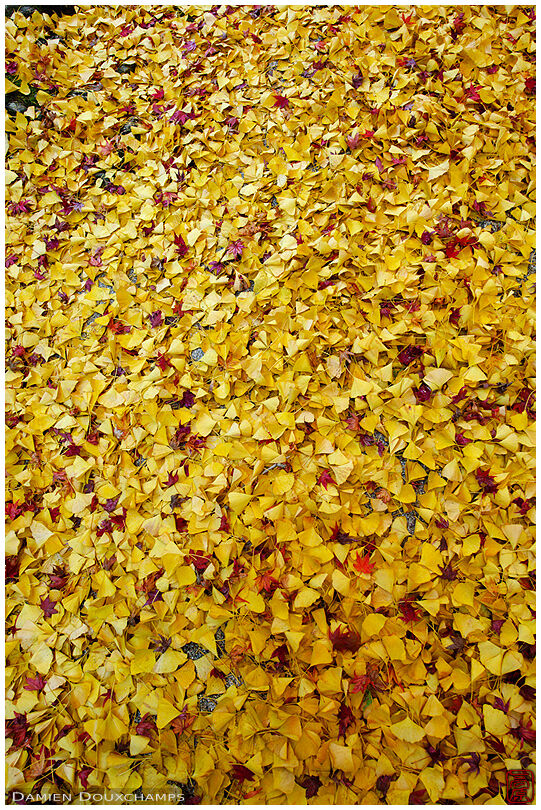 Carpet of fallen ginkgo leaves (Renge-ji 蓮華寺)