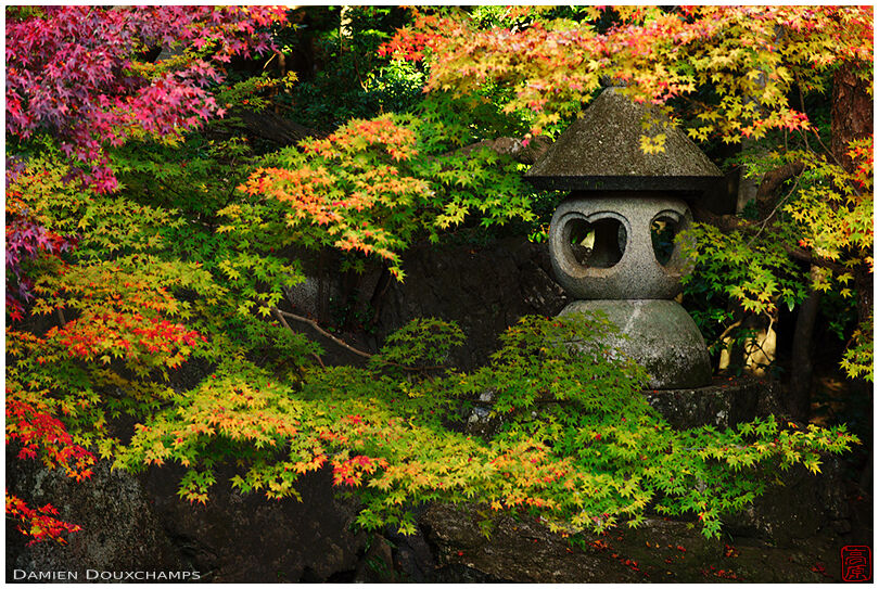 Stone lantern among multi-colored maple leaves, Renge-ji temple, Kyoto, Japan