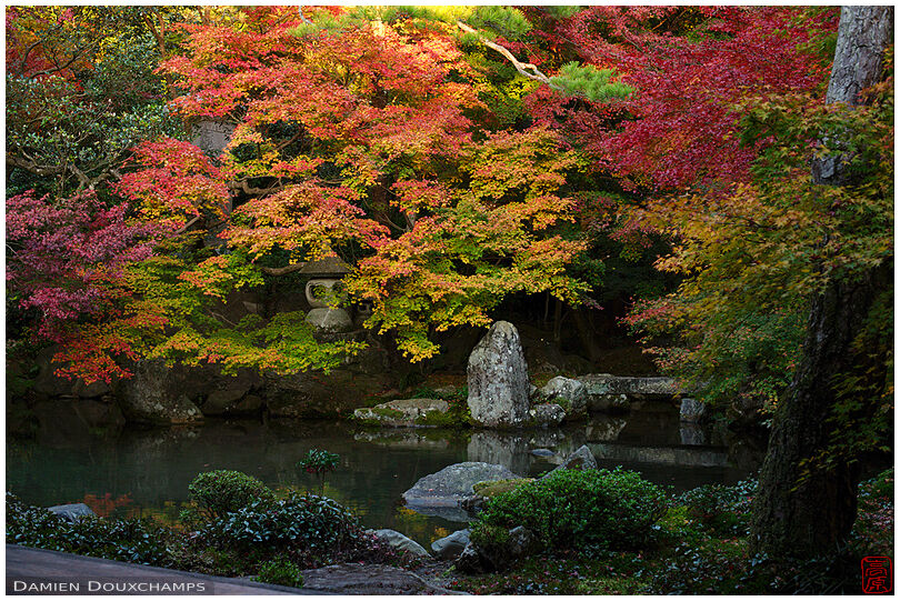 Varied autumn colors over the intimate pond garden of Renge-ji temple, Kyoto, Japan