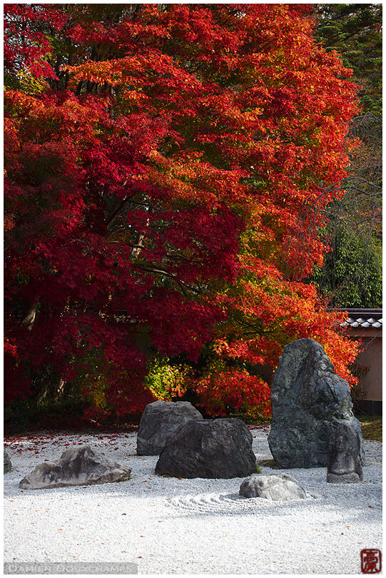Rock garden and fiery red autumn colours, Kyoto, Japan