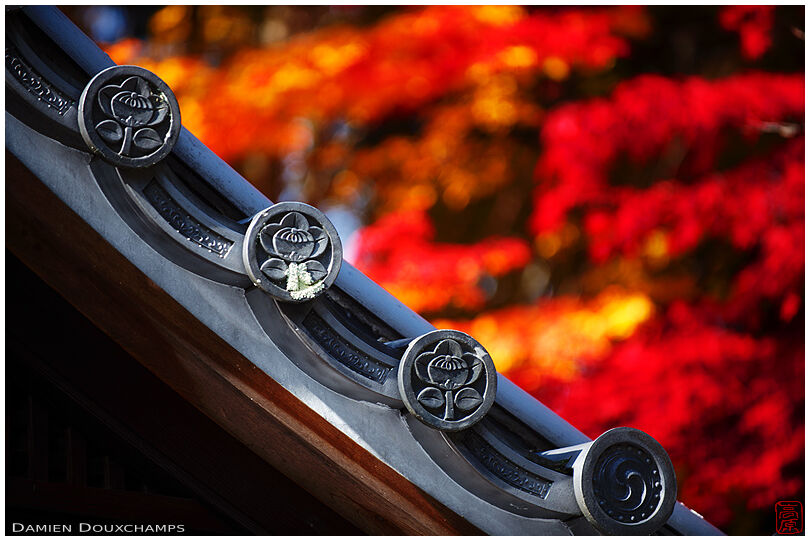Roof tiles and autumn colors (Iwakura-jinja 石座神社)