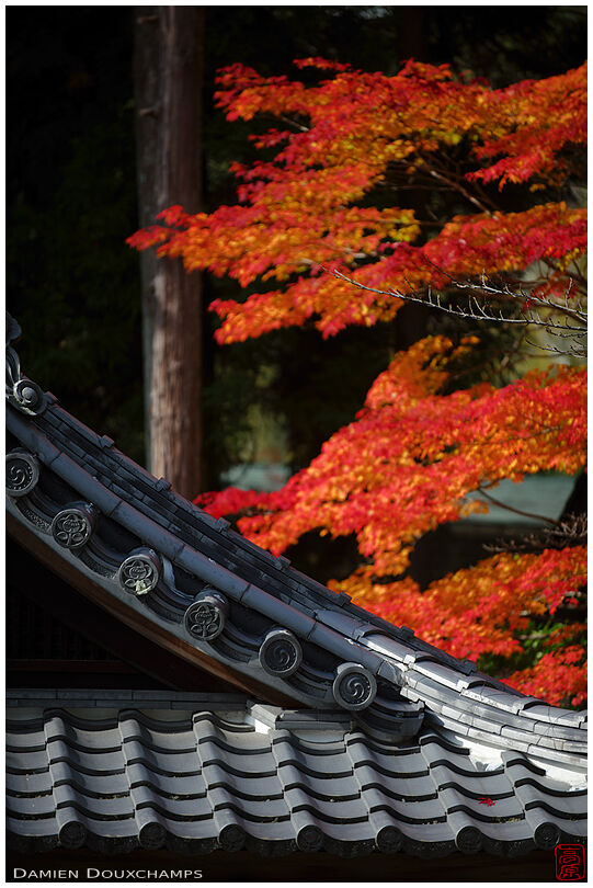 Roof lines and autumn colors (Iwakura-jinja 石座神社)