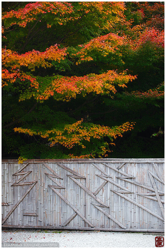 Bamboo partition in zen garden in autumn (Ryougin-an 龍吟庵)