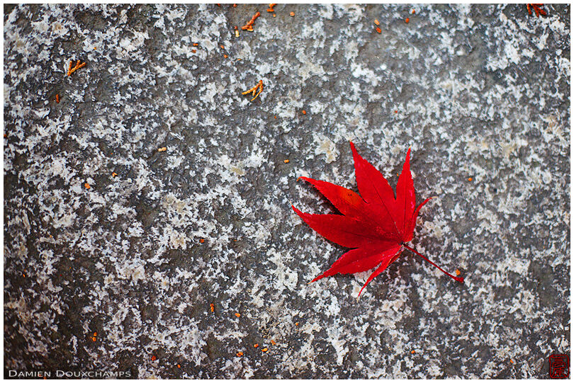 Fallen red maple leaf (Rokuou-in 鹿王院)