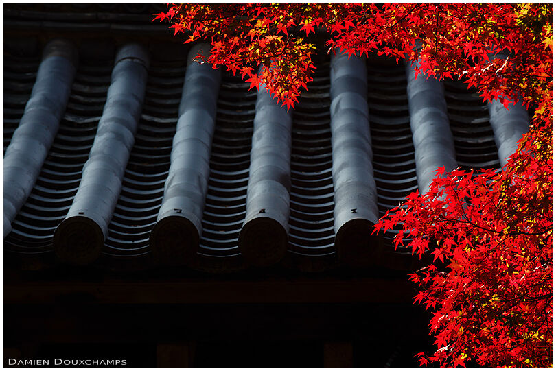 Red maple foliage over temple gate roof (Rokuou-in 鹿王院)