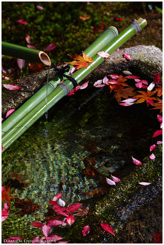 Fountain with fallen leaves (Rokuou-in 鹿王院)
