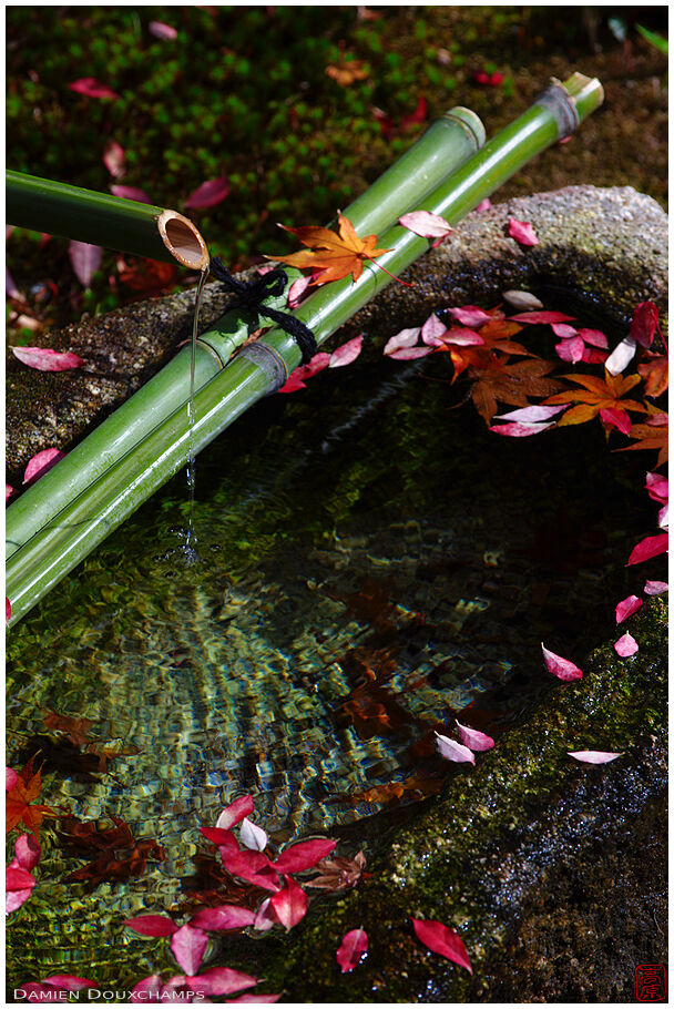 Fountain with fallen leaves (Rokuou-in 鹿王院)