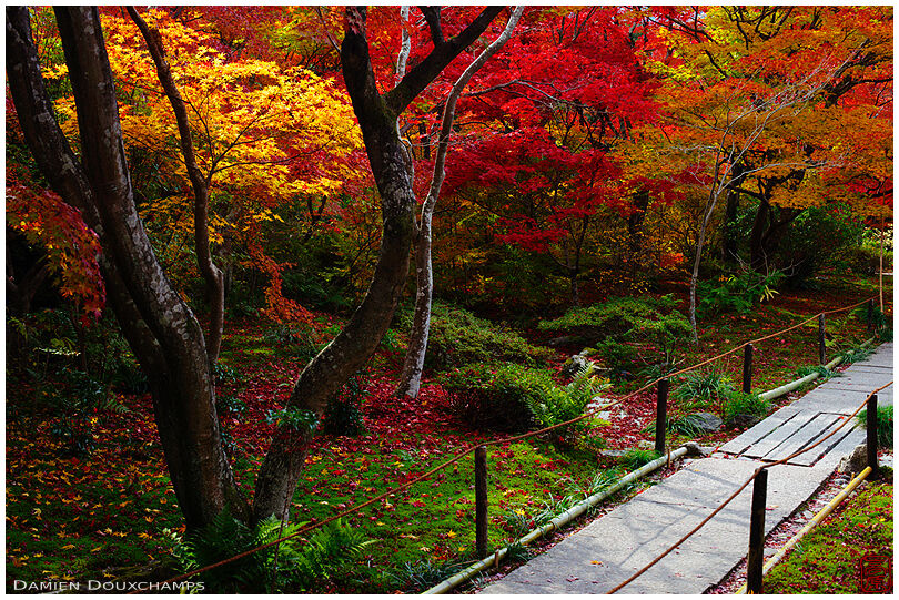 Maple foliage in moss garden in autumn (Hokyo-in 宝筺院)