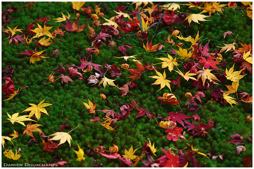 Fallen maple leaves on moss garden (Hokyo-in 宝筺院)