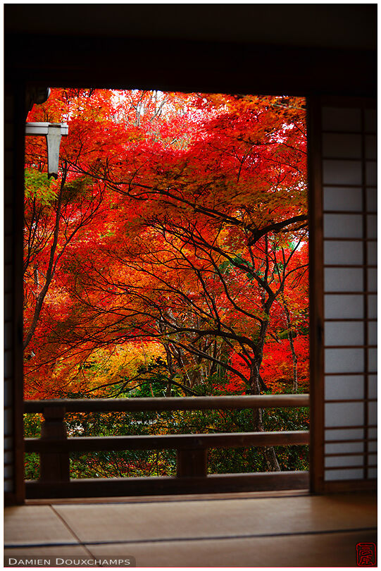 Red maple trees from temple hall (Hokyo-in 宝筺院)
