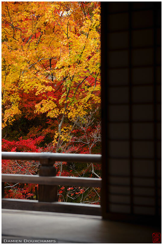 Maple trees from temple hall (Hokyo-in 宝筺院)