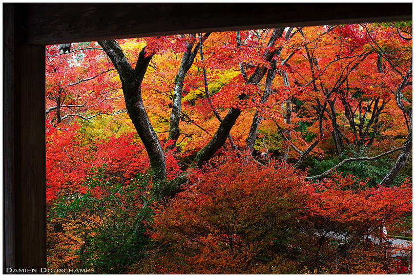 Autumn colors (Hokyo-in 宝筺院)