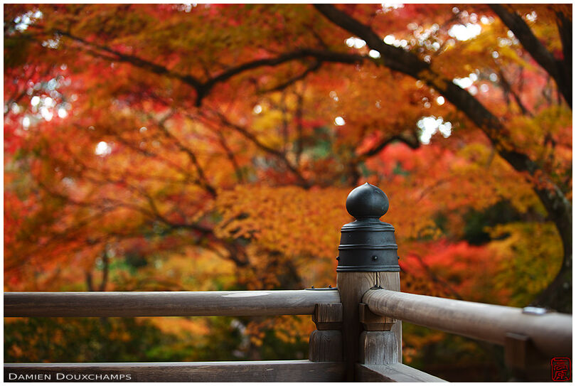 Balustrade in autumn (Hokyo-in 宝筺院)