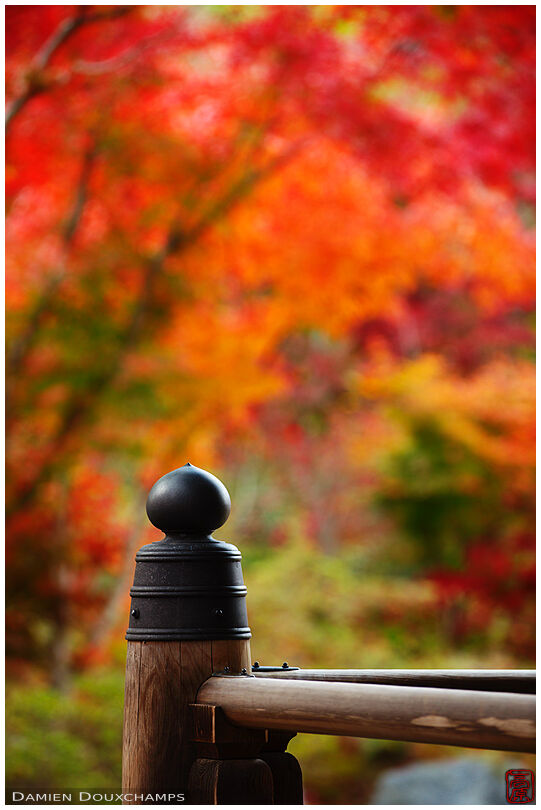 Balustrade and autumn colors (Hokyo-in 宝筺院)