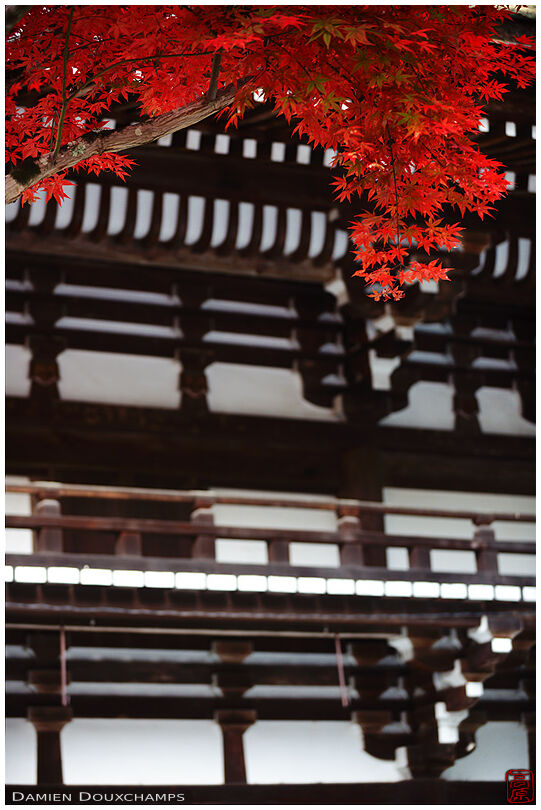 Red maple foliage and traditional Japanese architecture (Matsuno-taisha 松尾大社)