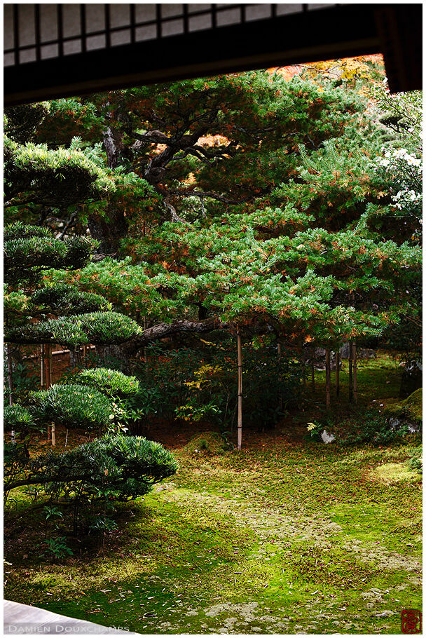 (Jizo-in 地蔵院)