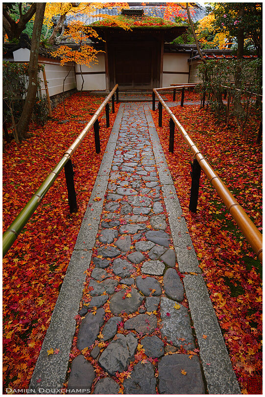 Fallen maple leaves carpet on the path to Koto-in (高桐院)