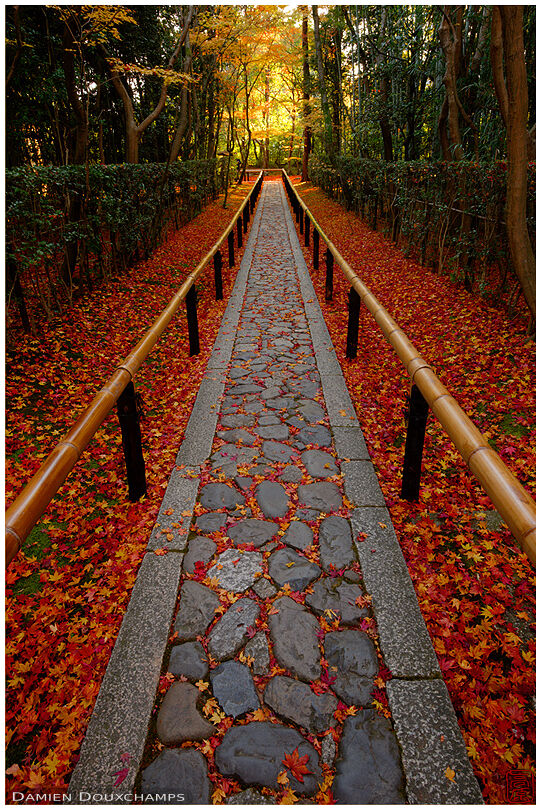 Sunrise on maple leaves covered path (Koto-in 高桐院)