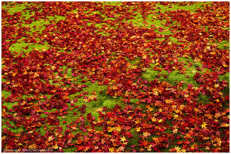 Fallen maple leaves on moss garden (Koto-in 高桐院)