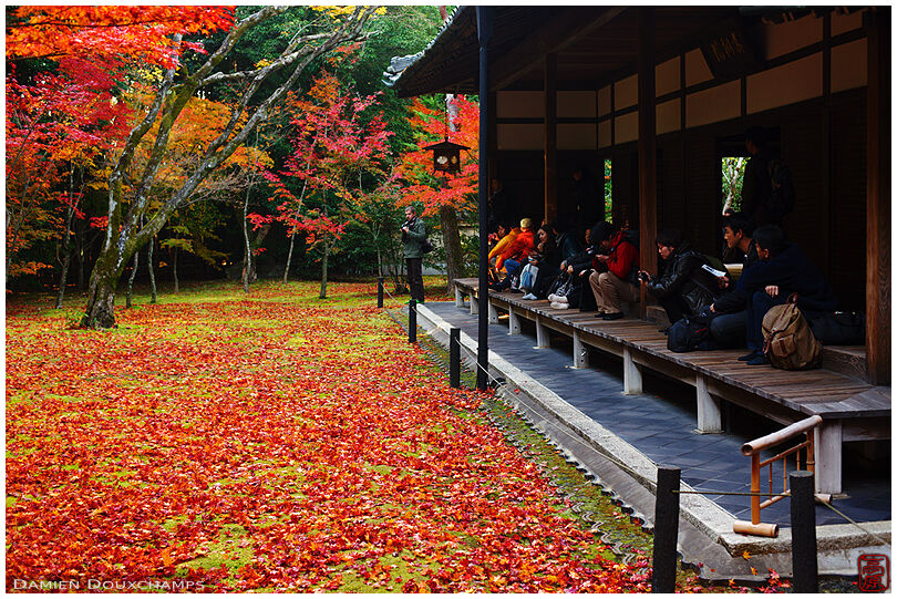 Visitors watching autumn colors (Koto-in 高桐院)