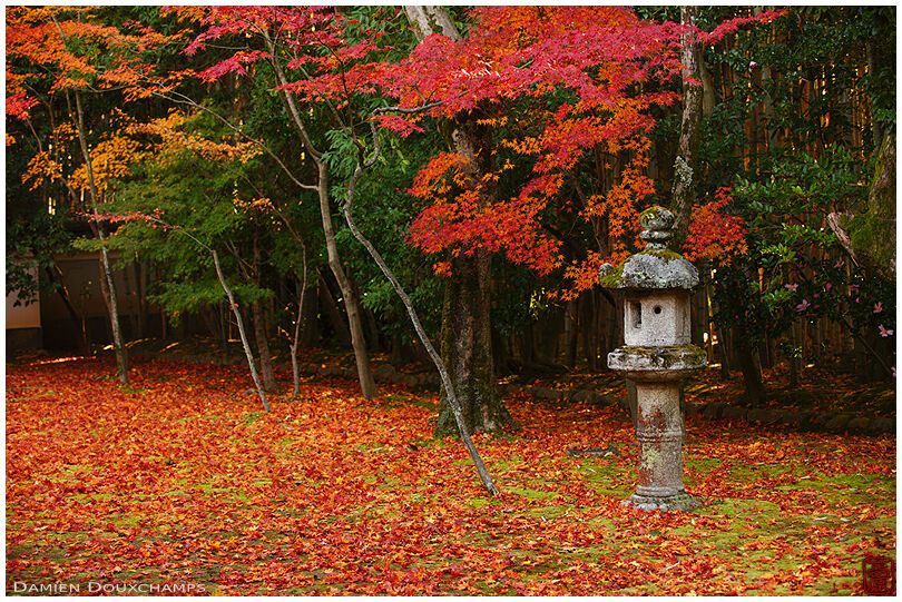 Lantern in maple leaves covered moss garden (Koto-in 高桐院)