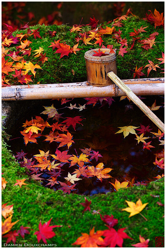Moss covered water basin with fallen maple leaves (Koto-in 高桐院)