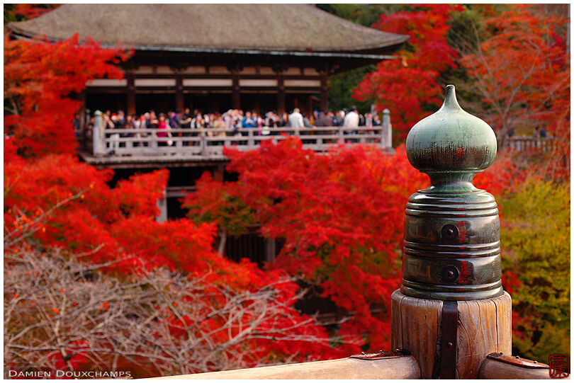 Red maple foliage in Kiyomizu-dera (清水寺)