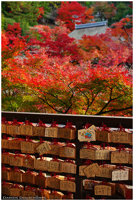 Ema votive tablets and autumn foliage (Kiyomizu-dera 清水寺)