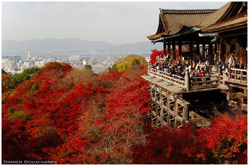 Main terrace overlooking red maple foliage and Kyoto city (Kiyomizu-dera 清水寺)