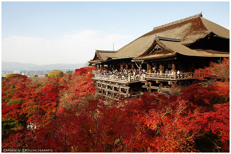 Main terrace overlooking red maple tree forest (Kiyomizu-dera 清水寺)