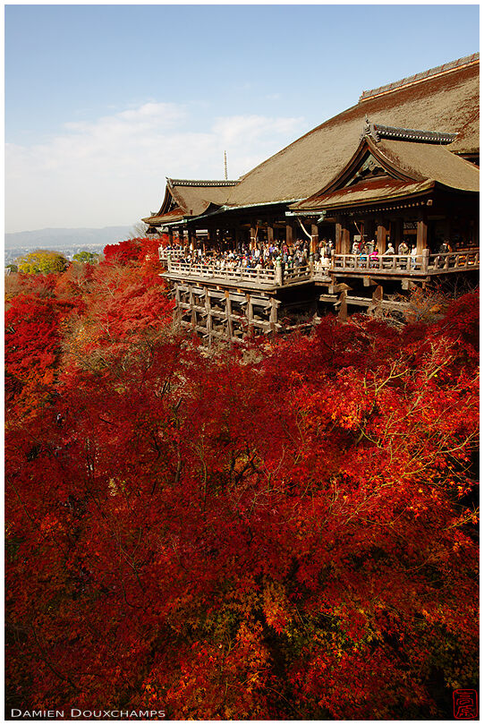 Main terrace overlooking red maple foliage (Kiyomizu-dera 清水寺)
