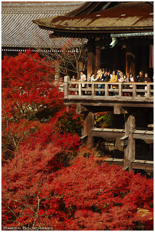 Temple terrace in autumn (Kiyomizu-dera 清水寺)