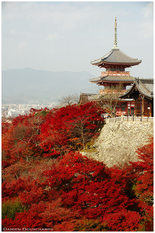 Pagoda and red maple foliage in autumn (Kiyomizu-dera 清水寺)