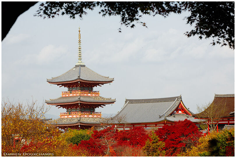 Pagoda and temple buildings among maple trees in autumn (Kiyomizu-dera 清水寺)