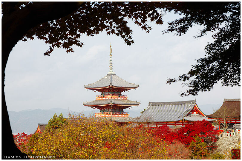 Pagoda and temple buildings among maple trees in autumn (Kiyomizu-dera 清水寺)