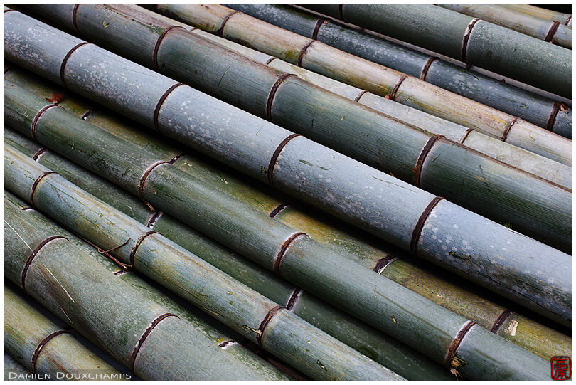 Cut bamboo trunks
