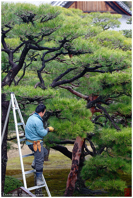 Pruning trees in Nijo-jo castle gardens