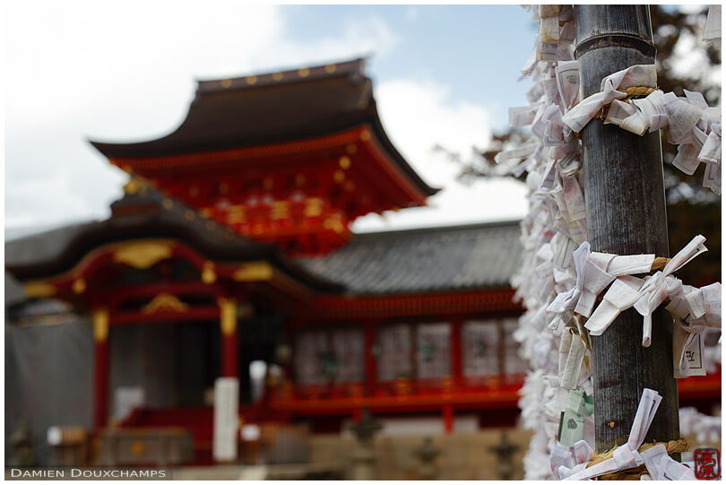 Tied and discarded fortunes in Iwashimizu Hachimangu shrine, Kyoto, Japan