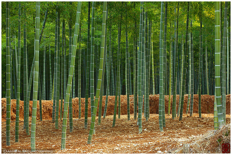 Exploited bamboo forest