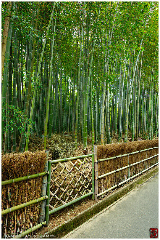 Gate to an exploited bamboo forest