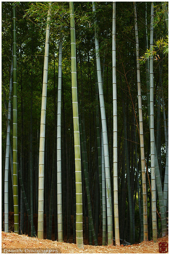Bamboo plantation, Kyoto, Japan