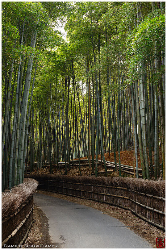 Narrow road in exploited bamboo forest
