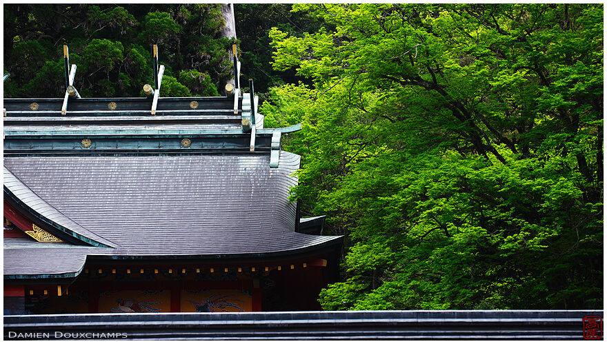 Roof lines in the forest, Kirishima-jingu