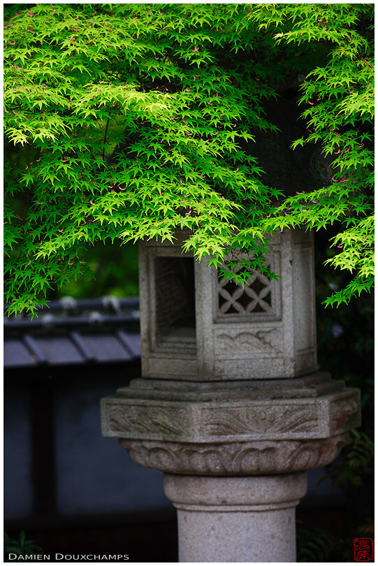Stone lantern under maple foliage, Lord Hozokawa's house