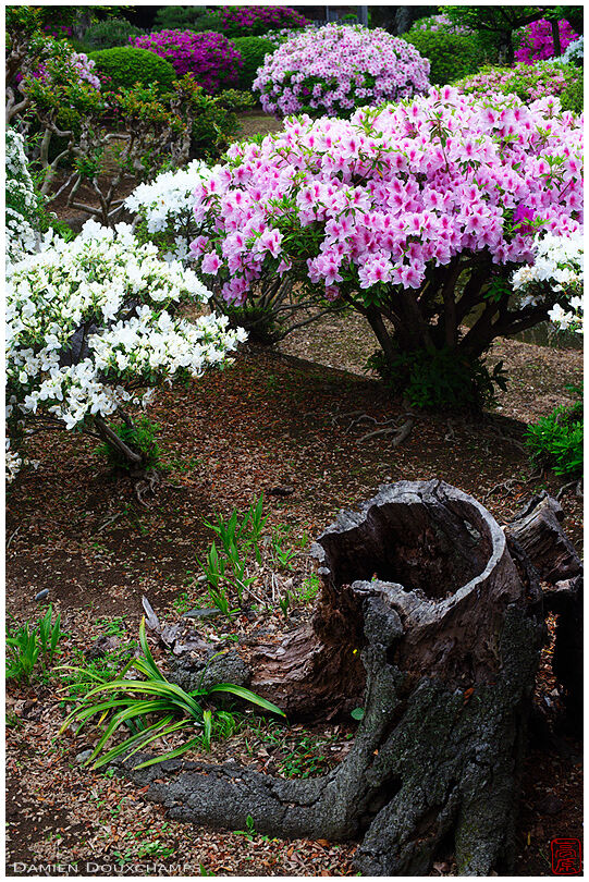 Old stump surrounded with blooming azalea on the grounds of Honmyo-ji temple, Kumamoto, Japan