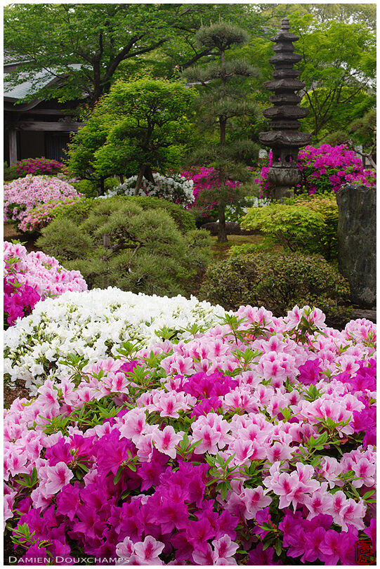 Blooming rhododendrons in Honmyo-ji temple