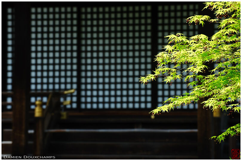 New maple leaves in Kaju-ji temple