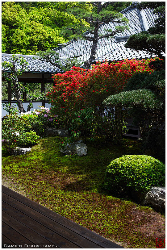 Inner zen garden with red bush, Zuishin-in temple