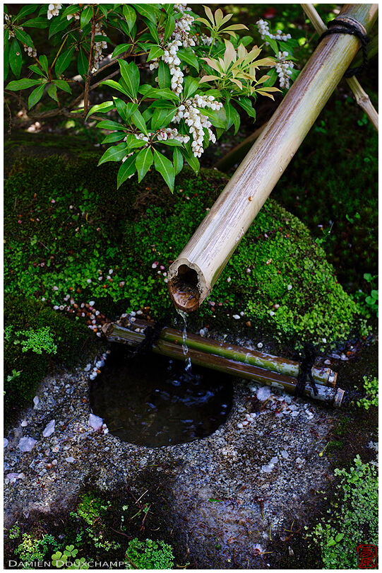 Small moss-covered water basin, Honman-ji temple
